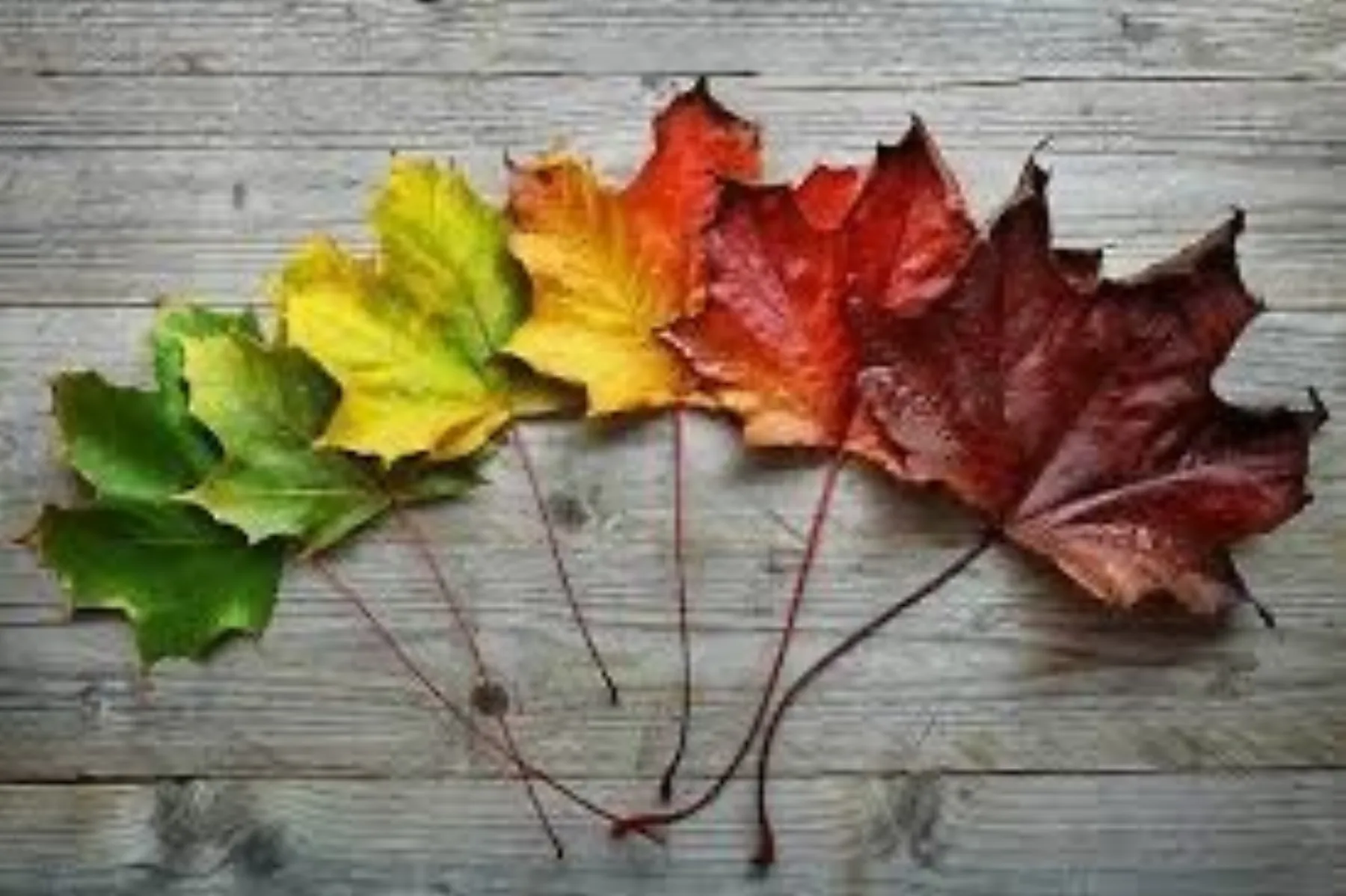 Transitions Bring Triggers: Supporting Families Through Seasonal Change