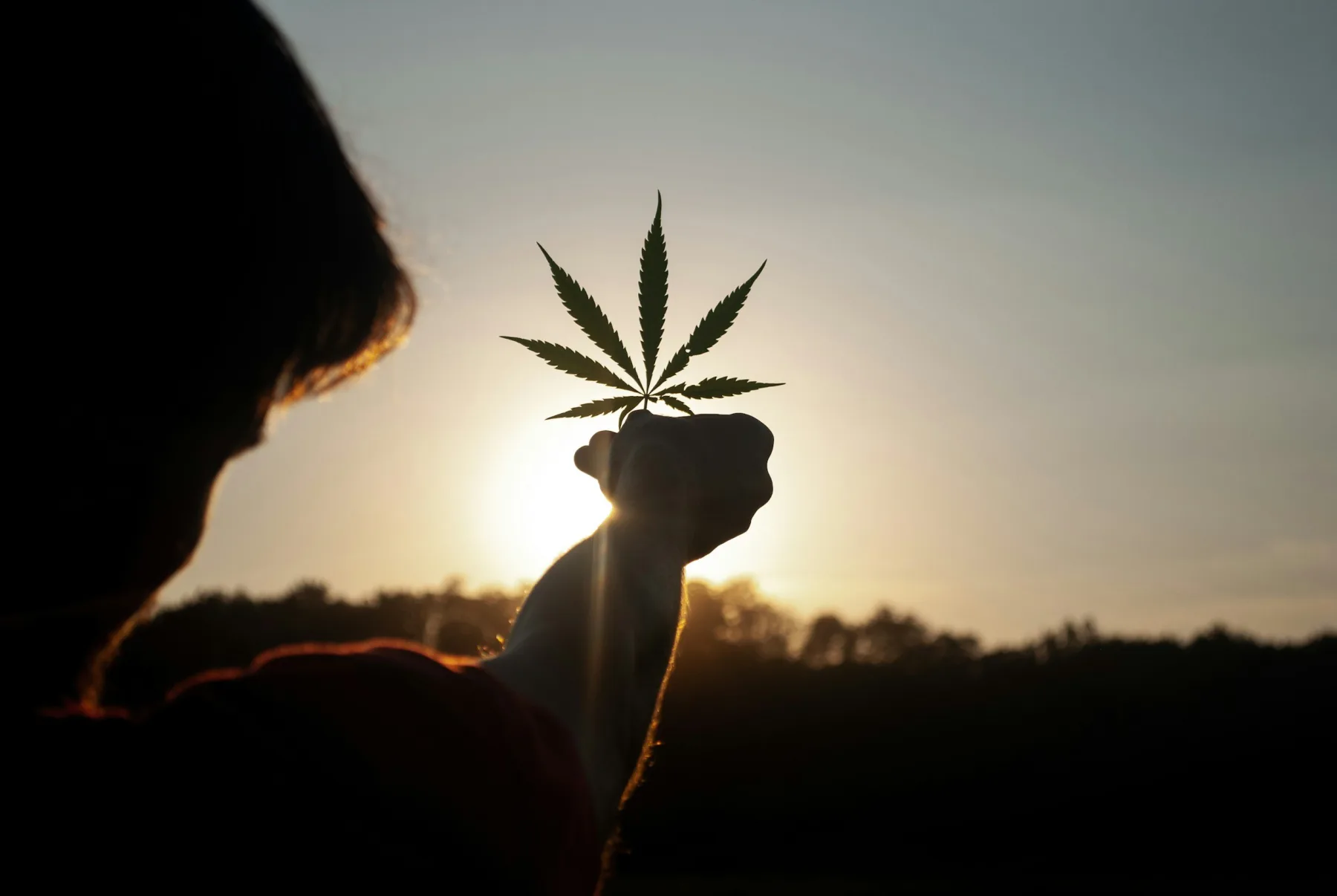 The Changing Face of Cannabis and Its Unintended Consequences