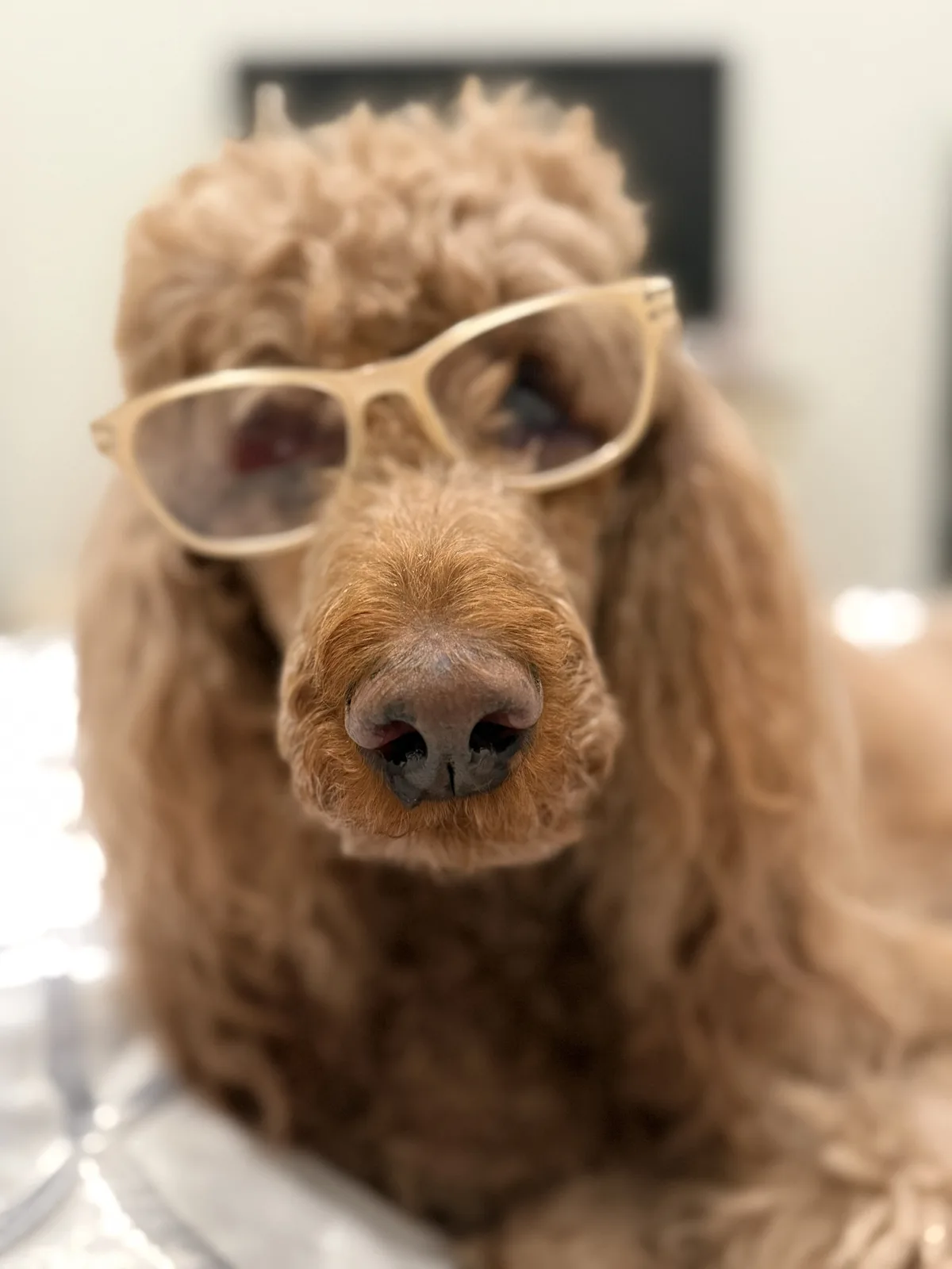 Close-up of Ruby wearing a pair of gold-rimmed glasses
