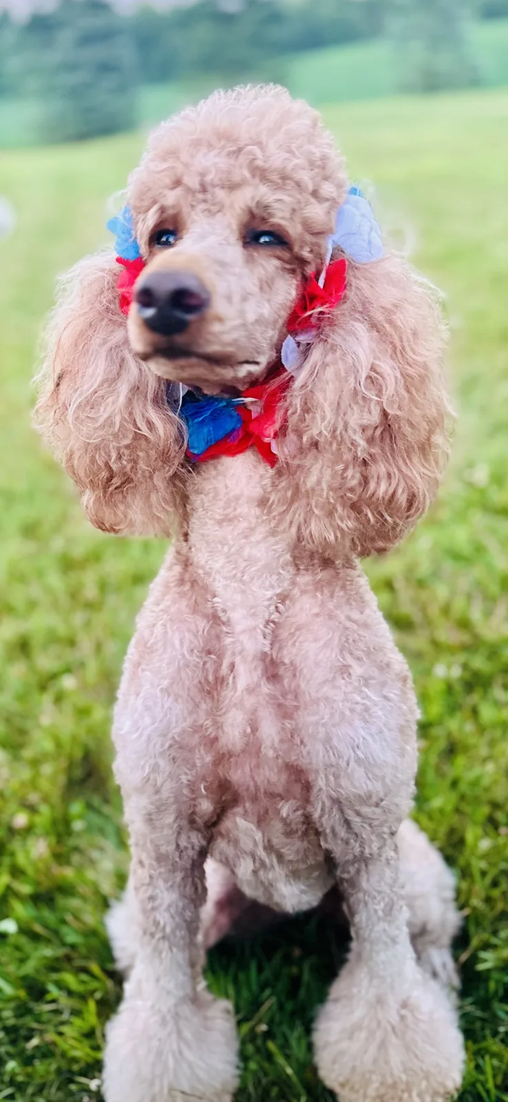 Ruby sitting in a green field wearing a red, white, and blue bandana