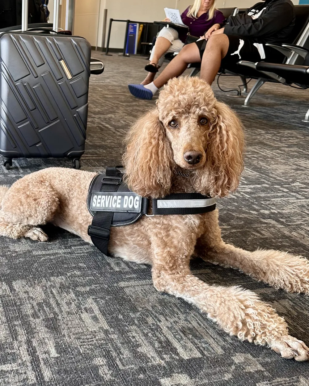 Ruby, a red standard poodle, lying in an airport terminal wearing her service dog vest